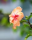 Vertical selective focus shot of a blooming orange pink hibiscus flower Royalty Free Stock Photo