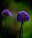 Vertical selective focus shot of blooming purple allium flowers Royalty Free Stock Photo