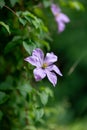 Vertical selective focus shot of a blooming purple asian virginsbower flower Royalty Free Stock Photo