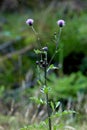 Vertical selective focus shot of blooming thistle flowers in a field