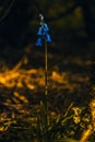 Vertical selective focus shot of blue bellflowers