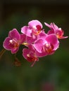 Vertical selective focus shot of a branch of beautiful pink orchids Royalty Free Stock Photo