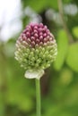 Vertical selective focus shot of a branch of round-headed garlic flower Royalty Free Stock Photo
