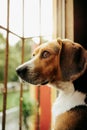 Vertical selective focus shot of a brown dog looking out the window