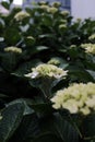 Vertical selective focus shot of a bunch of hydrangea flowers
