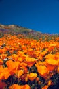 Vertical selective focus shot of California poppies (Eschscholzia californica) blooming in a field Royalty Free Stock Photo