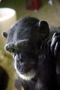 Vertical selective focus shot of a Chimpanzee in captivity - concept: captivity