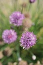 Vertical selective focus shot of chives flowers Royalty Free Stock Photo