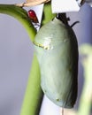 Vertical selective focus shot of a cocoon and an insect on the branch of a plant Royalty Free Stock Photo