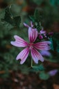 Vertical selective focus shot of a common mallow flower (Malva sylvestris) Royalty Free Stock Photo