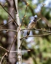 Vertical selective focus shot of a cute blue jay bird sitting on a branch with blurred background Royalty Free Stock Photo