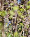 Vertical selective focus shot of a cute blue jay bird sitting on a branch with blurred background Royalty Free Stock Photo