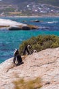 Vertical selective focus shot of cute penguins hanging out in Cape of Good Hope, Cape Town Royalty Free Stock Photo