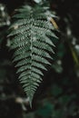 Vertical selective focus shot of an exotic green leaf in a tropical mysterious jungle