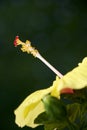 Vertical selective focus shot of an exotic yellow hibiscus flower pollen with green background Royalty Free Stock Photo