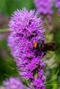 Vertical selective focus shot of a fly on Liatris plant Royalty Free Stock Photo