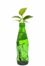 Vertical selective focus shot of fresh leaves on a bottle of water isolated on a white background Royalty Free Stock Photo