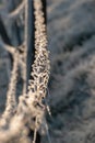 Vertical selective focus shot of frozen barbed wire Royalty Free Stock Photo