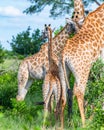 Vertical selective focus shot of giraffes with trees on the background