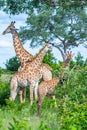 Vertical selective focus shot of giraffes with trees on the background