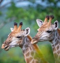 Vertical selective focus shot of giraffes with trees on the background