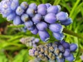 Vertical selective focus shot of grape hyacinth flowers with a blurred background Royalty Free Stock Photo