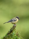 Vertical selective focus shot of a Great Tit bird sitting on a branch of a tree Royalty Free Stock Photo