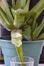 Vertical selective focus shot of green aloe vera plant with its crystals falling into a glass Royalty Free Stock Photo