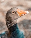 Vertical selective focus shot of grey goose with an orange beak and eyelids Royalty Free Stock Photo