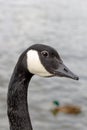 Vertical selective focus shot of the head of a black Canada goose Royalty Free Stock Photo