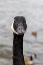 Vertical selective focus shot of the head of a black Canada goose Royalty Free Stock Photo