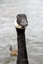 Vertical selective focus shot of the head of a black Canada goose Royalty Free Stock Photo
