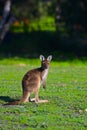 Vertical selective focus shot of a kangaroo in green field