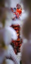 Vertical selective focus shot of Lord Hanuman portrait, Hindu god