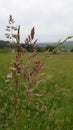 Vertical selective focus shot of meadow bluegrass