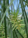 Vertical selective focus shot of paper reed in the field