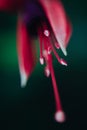 Vertical selective focus shot of the petals of a red lily flower Royalty Free Stock Photo