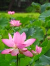 Vertical selective focus shot of a pink blossoming lotus flower in a field