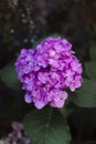 Vertical selective focus shot of pink hydrangea flowers Royalty Free Stock Photo