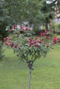 Vertical selective focus shot of pink knock out rose Royalty Free Stock Photo