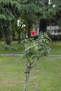 Vertical selective focus shot of pink knock out rose in the garden