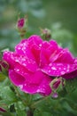 Vertical selective focus shot of pink tea velvet rose in dew