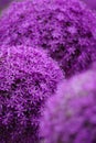 Vertical selective focus shot of purple allium flowers Royalty Free Stock Photo
