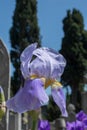 Vertical selective focus shot of a purple cemetery iris in a garden captured on a sunny day Royalty Free Stock Photo