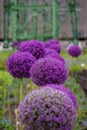 Vertical selective focus shot of purple gladiator allium flowers