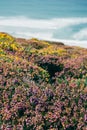 Vertical selective focus shot of purple and yellow flower field