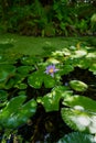 A Vertical selective focus shot of Pygmy water-lily pads Royalty Free Stock Photo