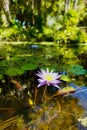 Vertical selective focus shot of Pygmy water-lily pads Royalty Free Stock Photo