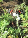 Vertical selective focus shot of a red admiral butterfly sitting on a white flower Royalty Free Stock Photo