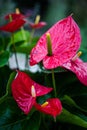 Vertical selective focus shot of red anthurium flowers Royalty Free Stock Photo